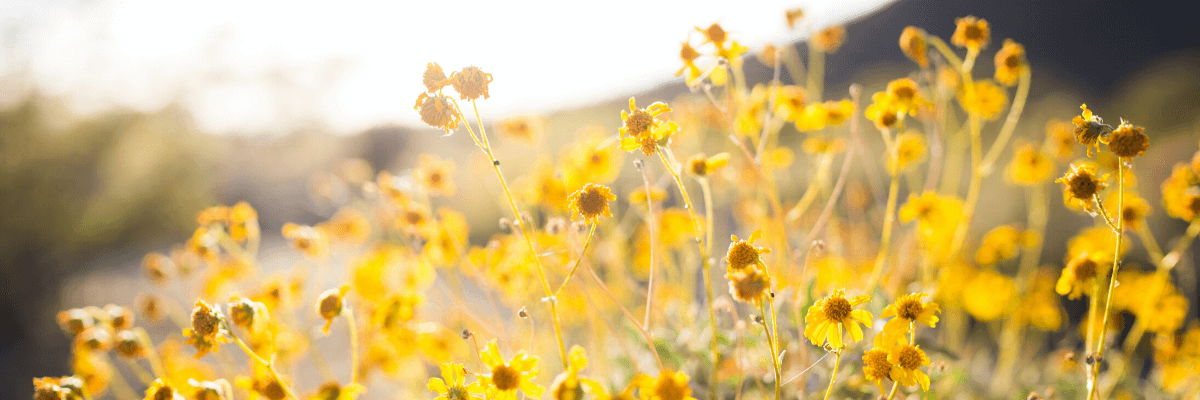 St. Johns Wort And Seasonal Affective Disorder